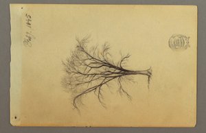 素描「葉のない木」1845年2月 作： フレデリックエドウィン教会