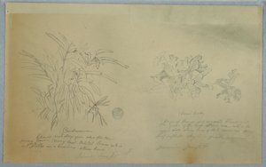 素描、アロールートとカルダマムの研究、ジャマイカ、1865年6月 作： フレデリックエドウィン教会