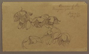 素描「ペンギン・ヒルの花」1865年8月 作： フレデリックエドウィン教会