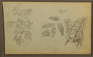 素描、植物スケッチ、1857年