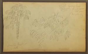 素描、植物スケッチ、1857年 作： フレデリックエドウィン教会