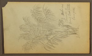 素描、植物スケッチ、1857年 作： フレデリックエドウィン教会