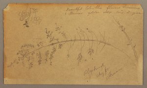 素描、植物スケッチ、1865年8月 作： フレデリックエドウィン教会