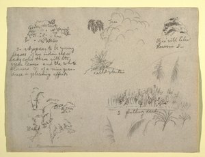 デッサン、植物スケッチ、コロンビア、1853年 作： フレデリックエドウィン教会