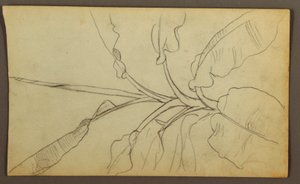 素描、植物スケッチ、エクアドル、またはコロンビア；裏面：植物スケッチ、1857年 作： フレデリックエドウィン教会