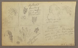 素描、植物スケッチ、エクアドル、またはコロンビア；裏面：植物スケッチ、1857年