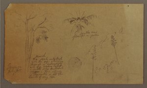 素描、植物スケッチ、1865年7月 作： フレデリックエドウィン教会