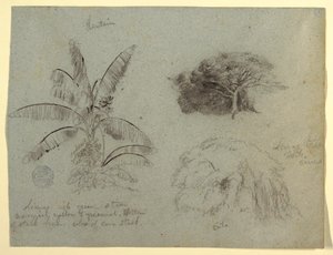 デッサン、植物スケッチ、南アメリカ、1853年5月？ 作： フレデリックエドウィン教会