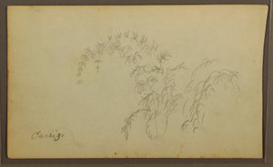 素描、植物スケッチ；裏面：植物スケッチ、1857年 作： フレデリックエドウィン教会