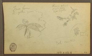 素描、植物スケッチ；裏面：植物スケッチ、1857年 作： フレデリックエドウィン教会