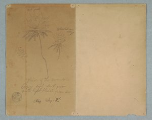 デッサン、植物スケッチ：枝、木、木の上、南アメリカ、1853年9月2日 作： フレデリックエドウィン教会