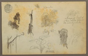 デッサン、コロンビアからの植物スケッチ：竹の木、幹と細部、1853年7月 作： フレデリックエドウィン教会