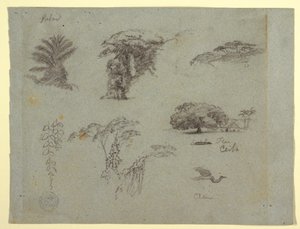 デッサン「南米の植物スケッチ：ヤシ、木の群生、ぶら下がる小枝、家のそばの大木、空を飛ぶツル」1853年、おそらく5月