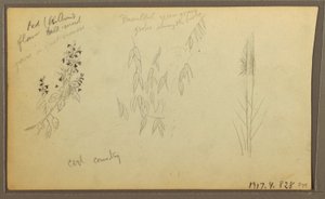 素描、植物スケッチ、家；植物スケッチ、1857年 作： フレデリックエドウィン教会