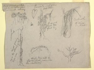 デッサン、コロンビア、マグダレナ川での植物学的研究：  寄生虫、枯れ木、1853年