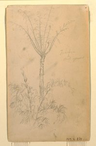 素描、樹木の植物学的研究、1857年5月-6月