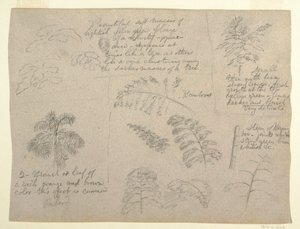 デッサン、コロンビア、マグダレナ川から見た植物学、1853年
