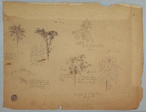 デッサン、飛ぶオウムと植物学、コロンビア、ボキア、1853年7月