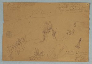 描く。 エクアドルのキト近郊の植物と雲のスケッチ 作： Frederic Edwin Church