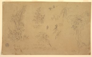 デッサン、植物スケッチ、「ヨリエの近く」、1857年7月23日