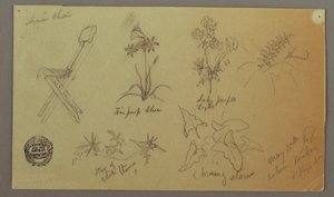 素描、椅子と植物の研究、1868年5月15日 作： フレデリックエドウィン教会