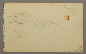 デッサン、雲の研究、1844年 作： Frederic Edwin Church