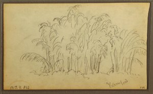 素描「風景の中の牛」、裏面は竹、1857年 作： フレデリックエドウィン教会