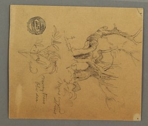 デッサン、枯れ木、植物、おそらく1868年 作： フレデリックエドウィン教会