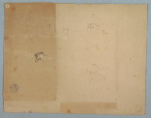 素描、ロバの頭部の詳細、南アメリカ、1853年