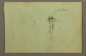 デッサン、犬の頭、木の上の鷲の巣、1856年頃か 作： フレデリックエドウィン教会