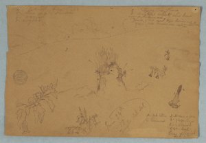 デッサン、デッサン  エクアドル、キト近郊での植物と雲のスケッチ、1857年6月24日