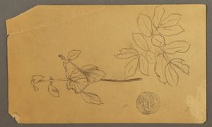 ドローイング、デッサン。  スケッチ。  植物の茎。   葉のついた枝。おそらく1877年