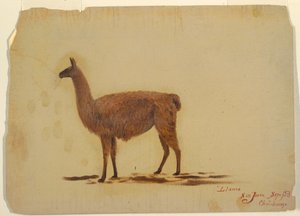 デッサン、エクアドル、サン・ファン（チンボラソ）、ラマ、1853年9月
