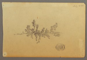 デッサン、常緑樹、1844年