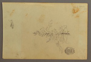 デッサン、常緑樹、1844年 作： フレデリックエドウィン教会