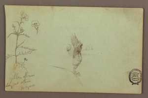 図面、ナイアガラのアメリカ滝とカナダ滝の間にある花と岩、1858年頃か 作： フレデリックエドウィン教会