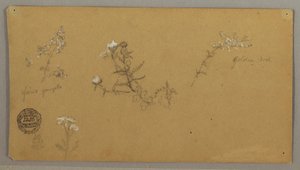 ドローイング、草花、1856年頃