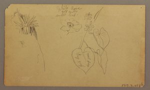 素描、風景；裏面：植物スケッチ、1865年