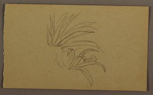 デッサン、ユリ植物、1865年 作： Frederic Edwin Church