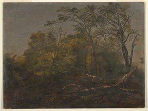 デッサン、メインの森、1845-55年