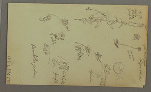 デッサン、山の習作、おそらく1868年
