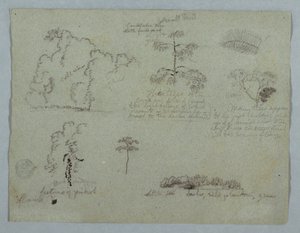 素描、ナマケモノと燭台の木を含む自然研究、リオ・マグダレナ、コロンビア、1853年5月 作： フレデリックエドウィン教会