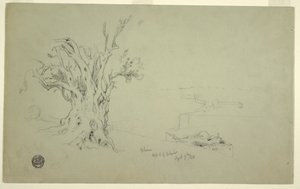 デッサン、オリーブの木、オリブ山、1868年4月 作： フレデリックエドウィン教会