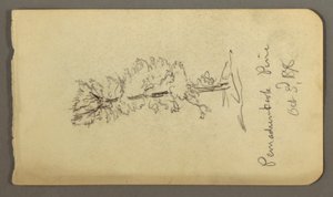 素描、松の木、1878年