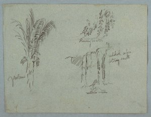 デッサン、コロンビア、リオ・マグダレーナの植物研究、1853年、おそらく5月