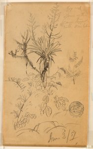 素描、草木の習作、1857年6月2日 作： フレデリックエドウィン教会
