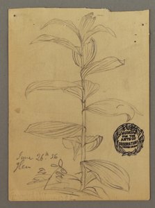 デッサン、植物の研究、1856年6月26日