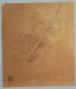1856年9月、ナイアガラの滝の下、カナディアン・バンクの険しい木 作： フレデリックエドウィン教会
