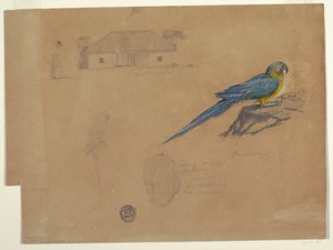 素描、グアカマヤからの習作、ボゴタ、コロンビア、1853年6-7月 作： フレデリックエドウィン教会
