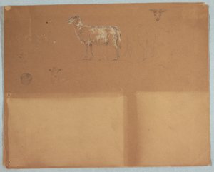 デッサン、羊の研究、エクアドルまたはコロンビア、1853年